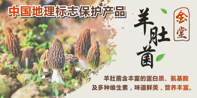 “金堂羊肚菌”地理标志产品logo、包装设计征集